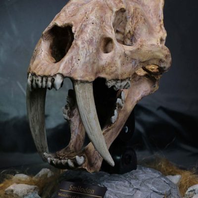 Wonders of the Wild Series Szobor Smilodon Skull Fossil 22 cm