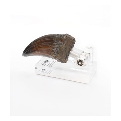 Jurassic Park Szobor T-Rex Hand Claw 13 cm